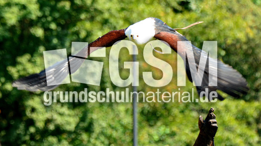 Schrei-Seeadler (9).jpg